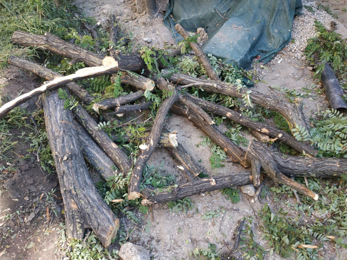 Фото: Думская