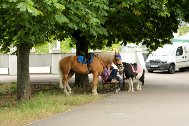 Фото: Думская
