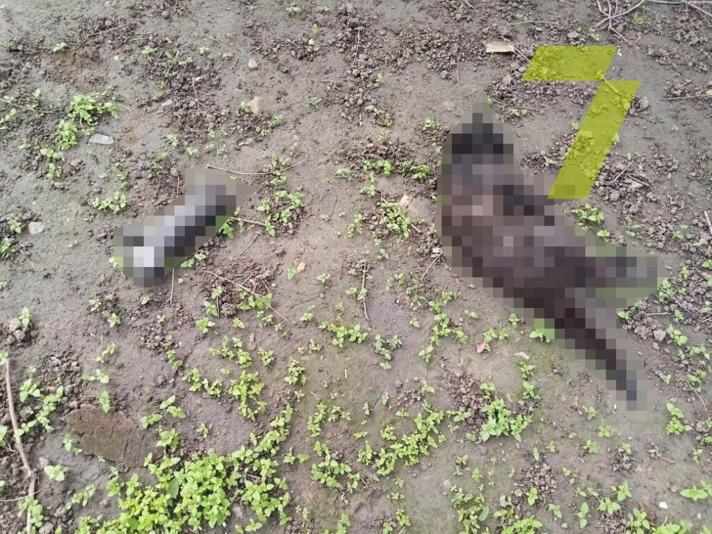 В Одессе потравили котов. Фото: Седьмой канал