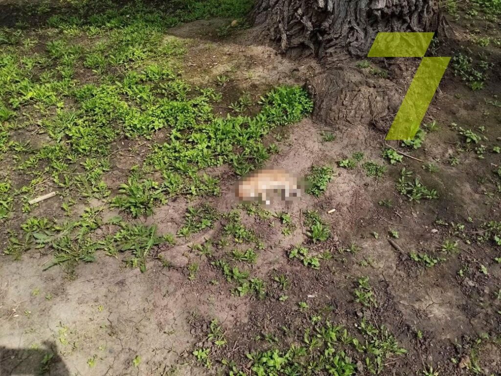 В Одессе потравили котов. Фото: Седьмой канал