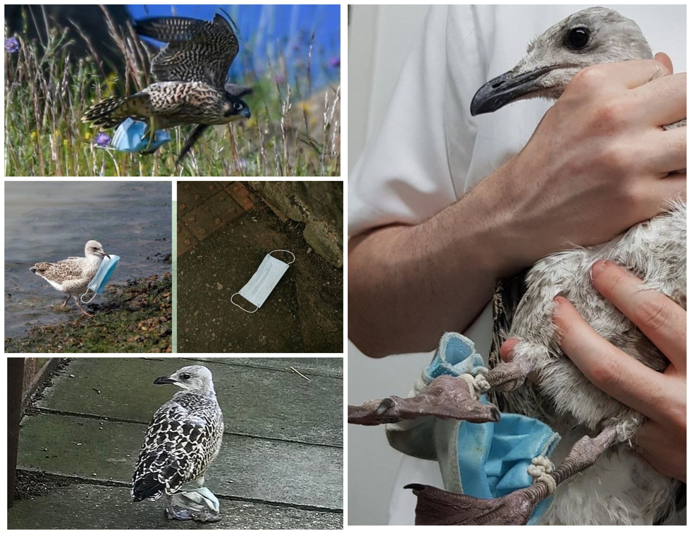 Медицинские маски опасные для животных / фото с сайтов: citydog.by, petrushka.online