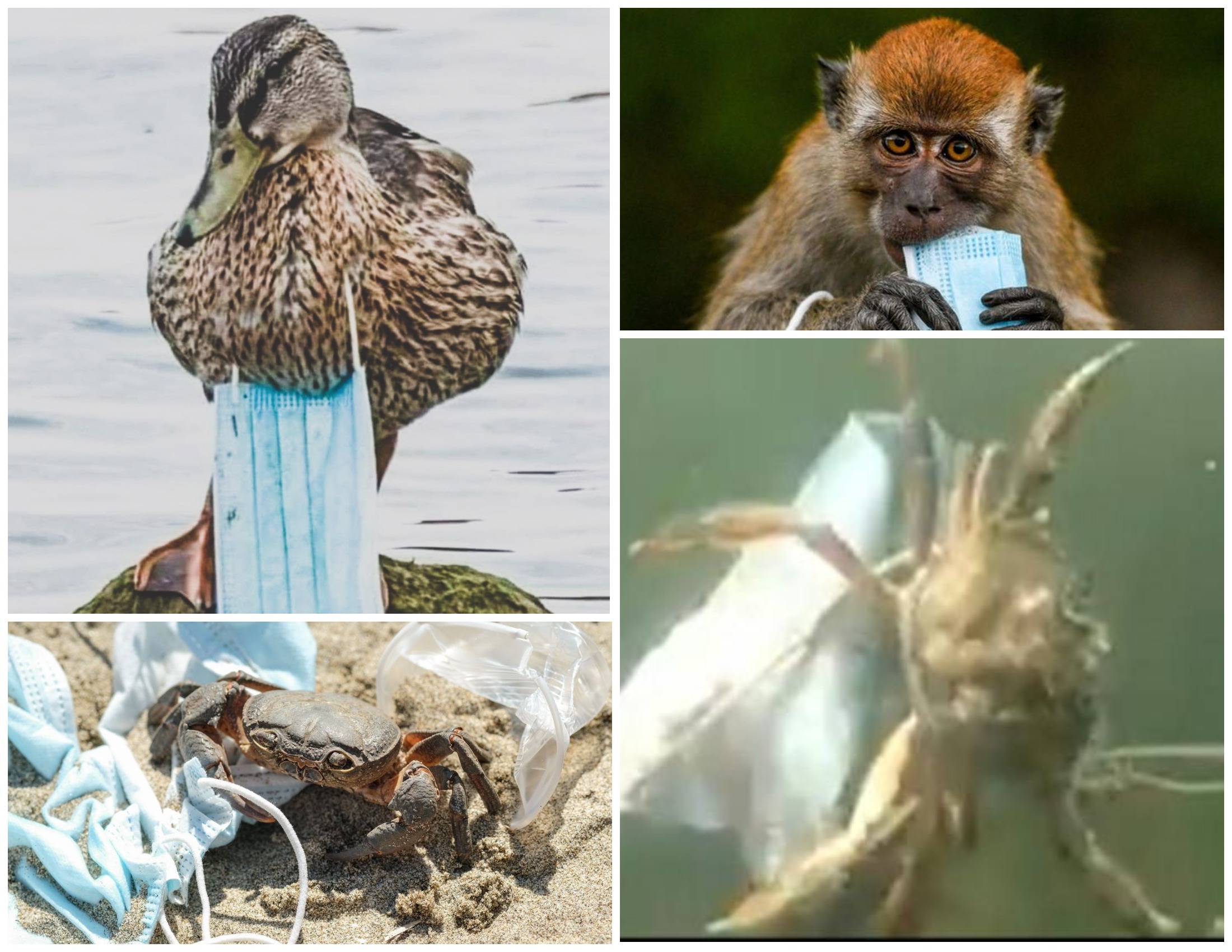 Страдают и птицы, и звери, и рыбы / фото с сайтов: parismatch.com, doctissimo.fr