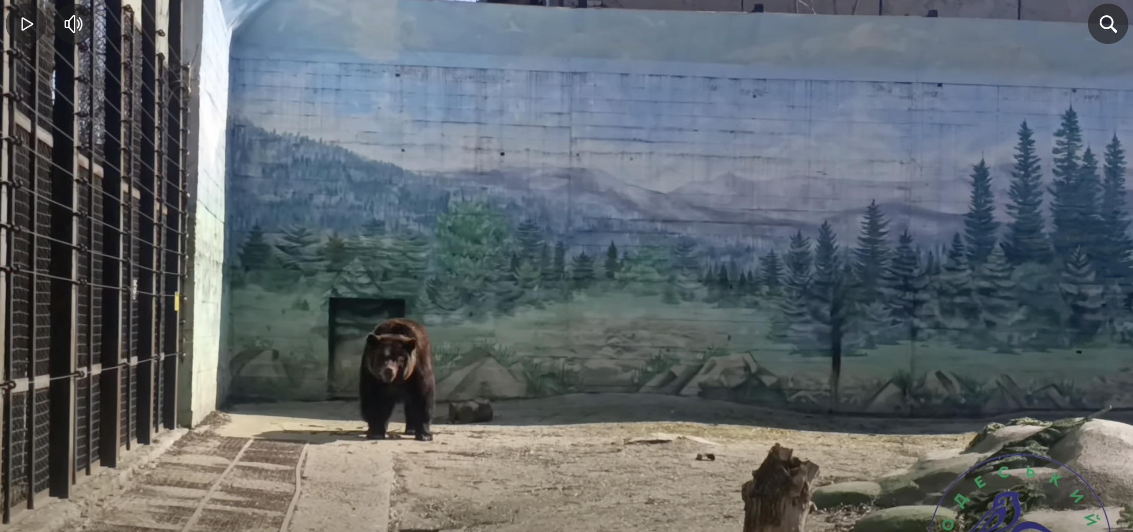 В Одеському зоопарку прокинулася ведмедиця Поляна.