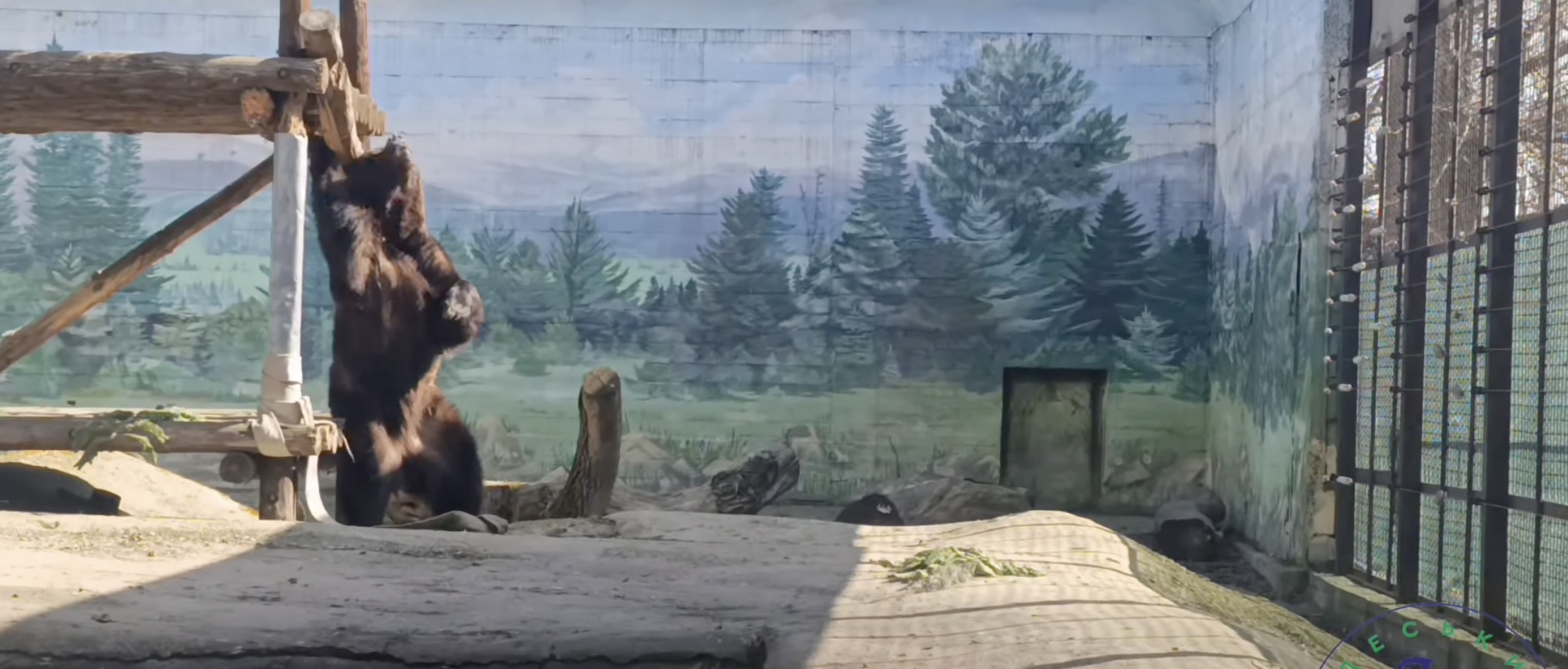 В Одеському зоопарку прокинулася ведмедиця Поляна.