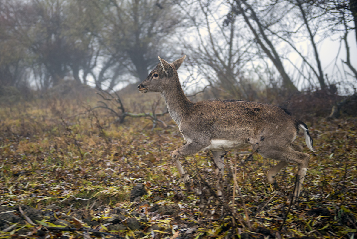 Олени в заповеднике Одесской области. Фото: Андрей Некрасов. Rewilding Украина
