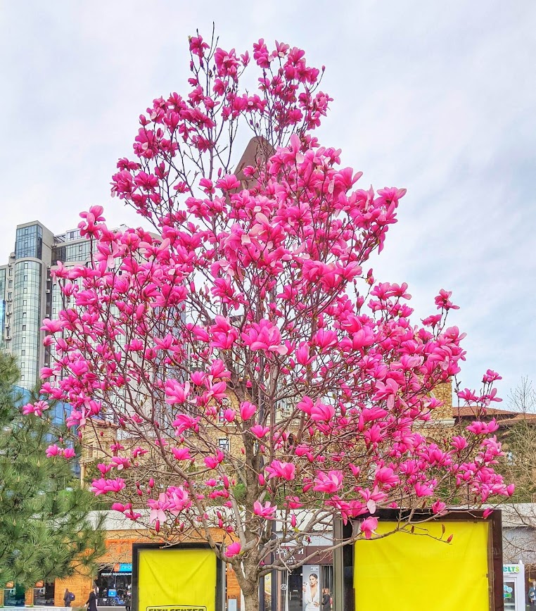 Магнолия в Аркадии в 2021 году.