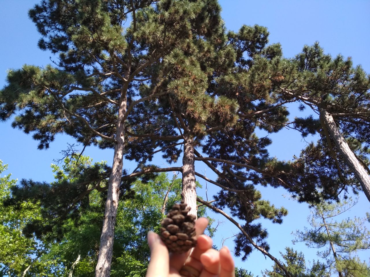 Одесский ботсад