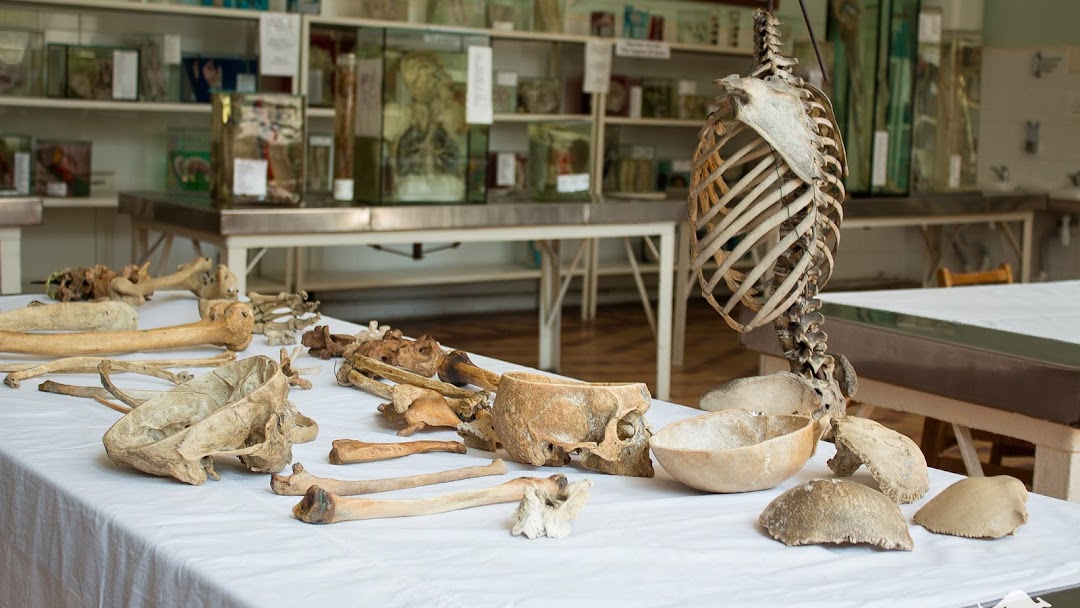 Музей анатомии человека.