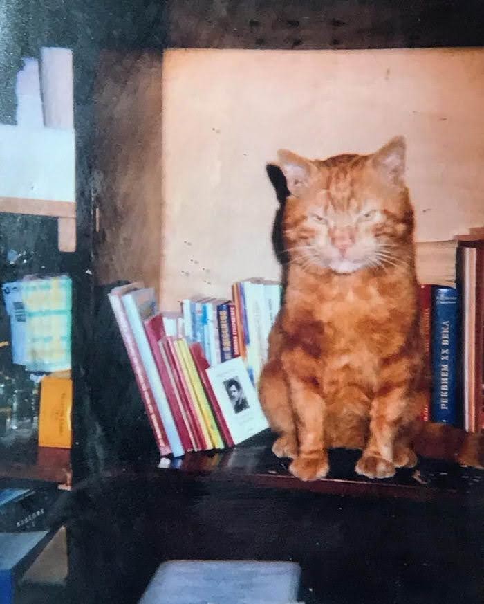 Рыжий кот Василий, который "работал" в издательстве. Фото: Южный берег