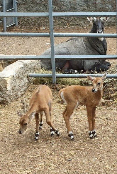 В Одесском зоопарке на свет появились детеныши антилопы.