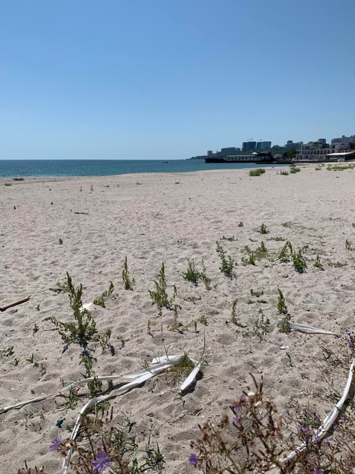 Сорняки на одесских пляжах.
