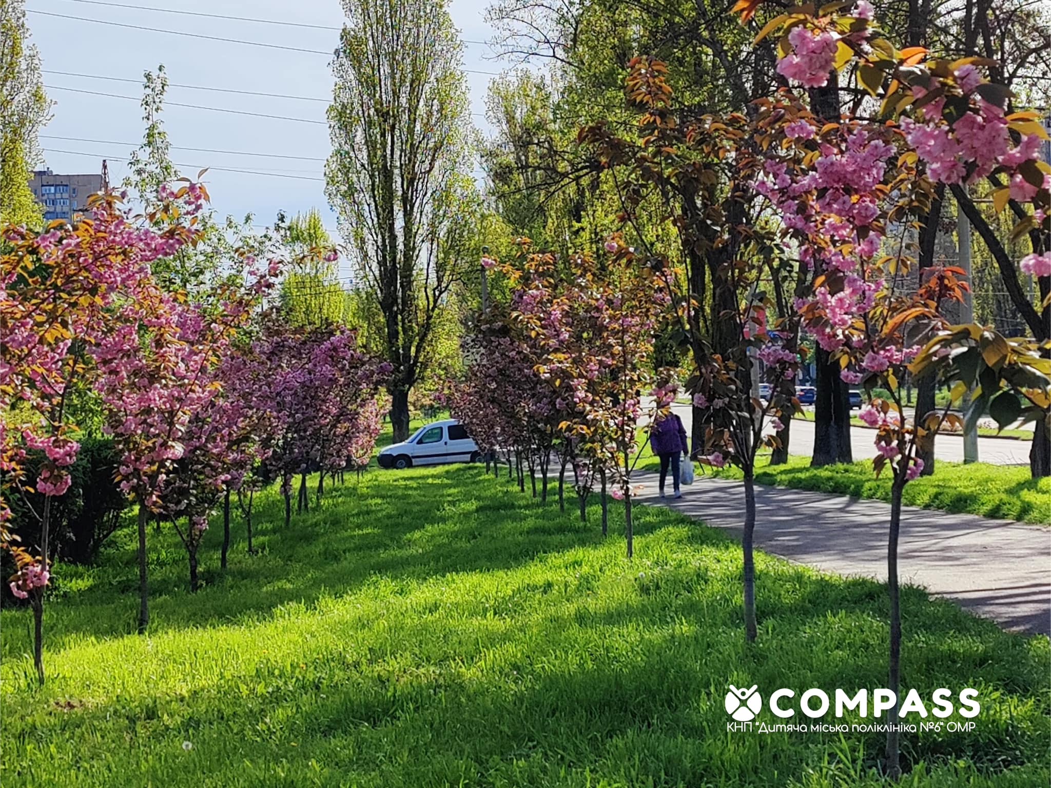 Аллея Сакур на Таирова.