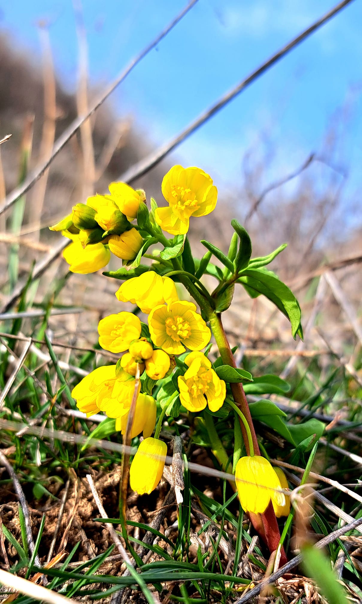 Голосемянник одесский.