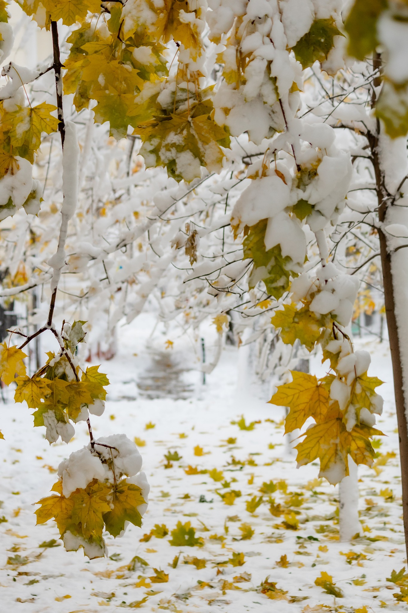 Метель осенью в Одессе – это еще и красиво: самые яркие кадры непогоды.