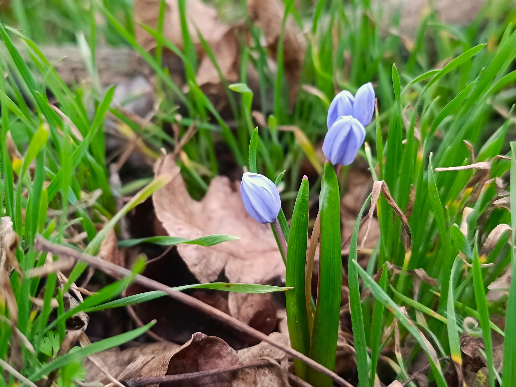 Пролеска двулистная.