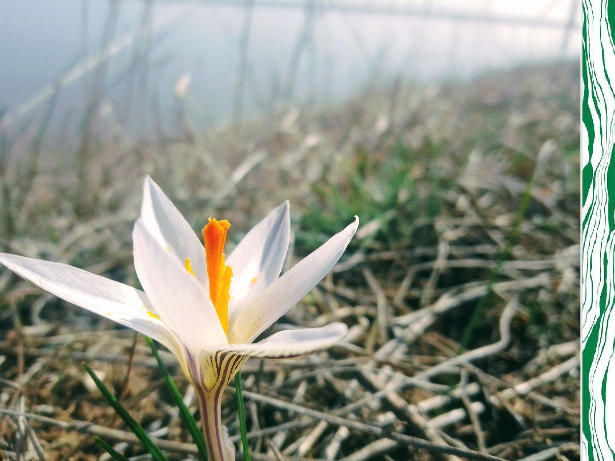 Шафран сетчатый.