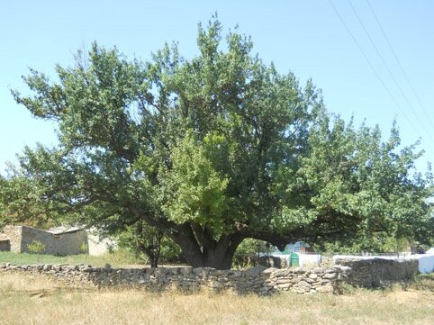 Груша, которой 400 лет