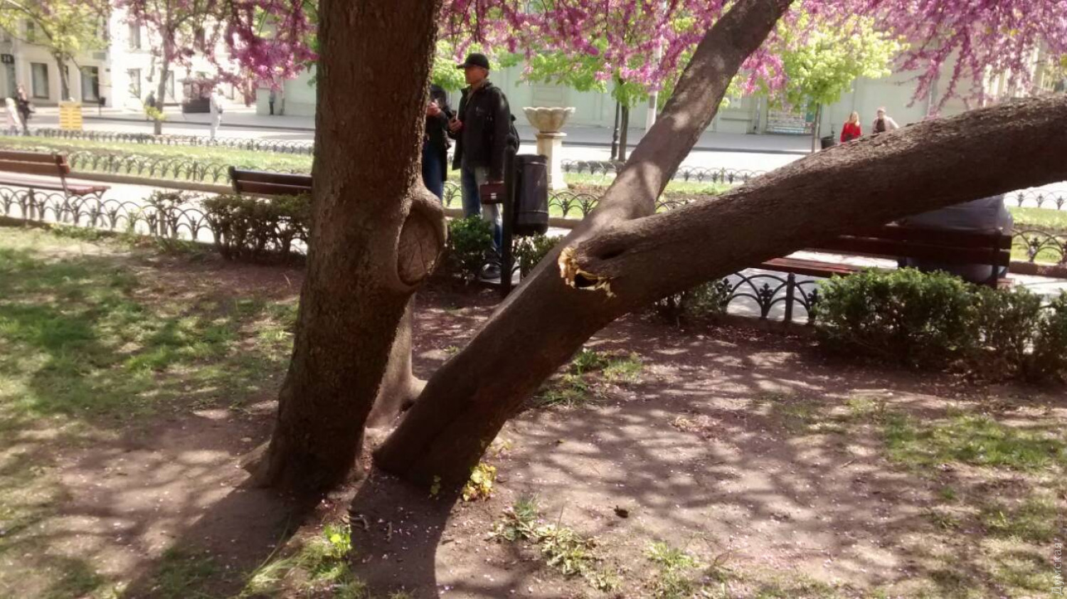 В Горсаду треснуло Иудино дерево. Фото: Думская