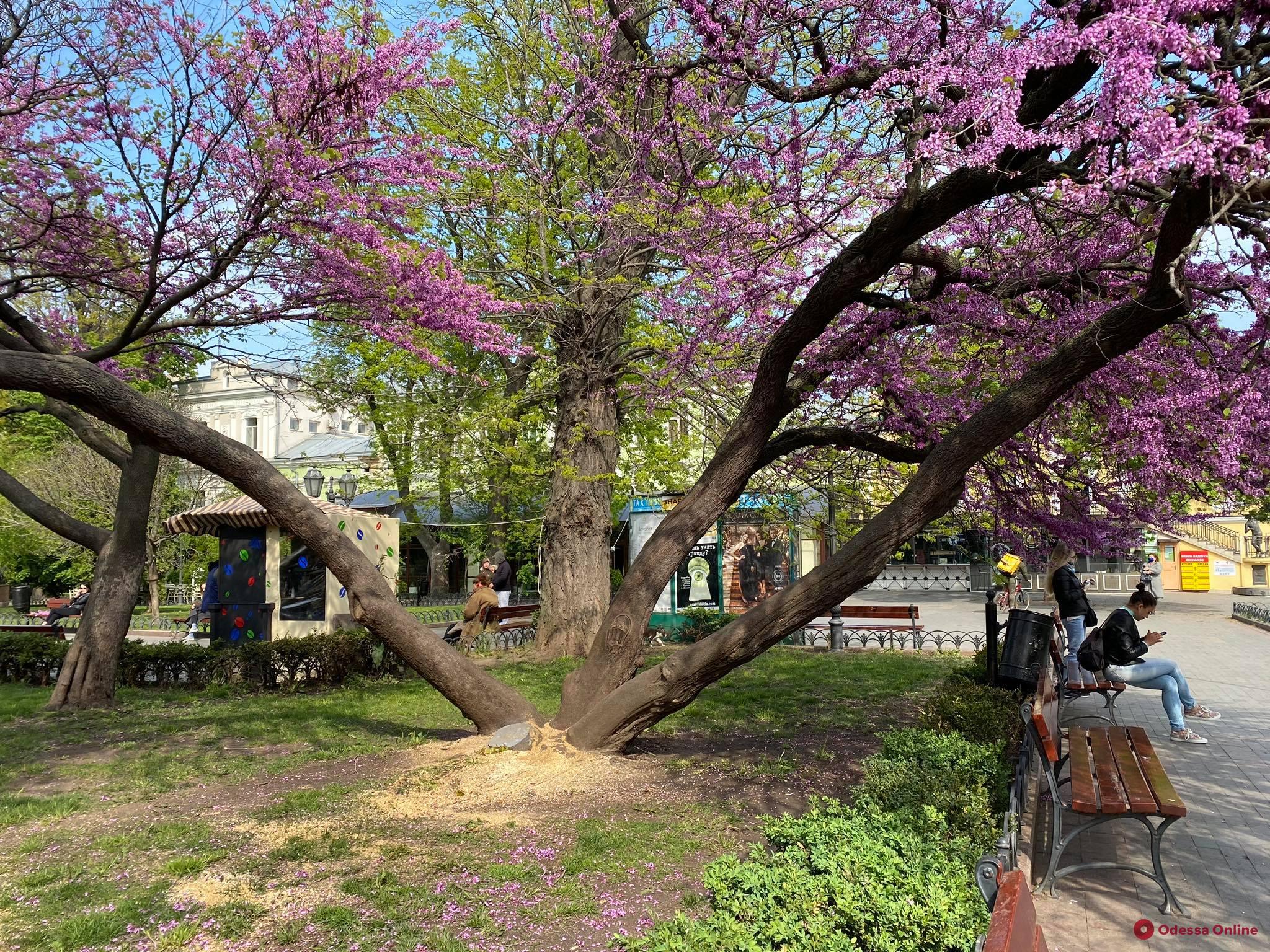 Фото: Одесса-онлайн