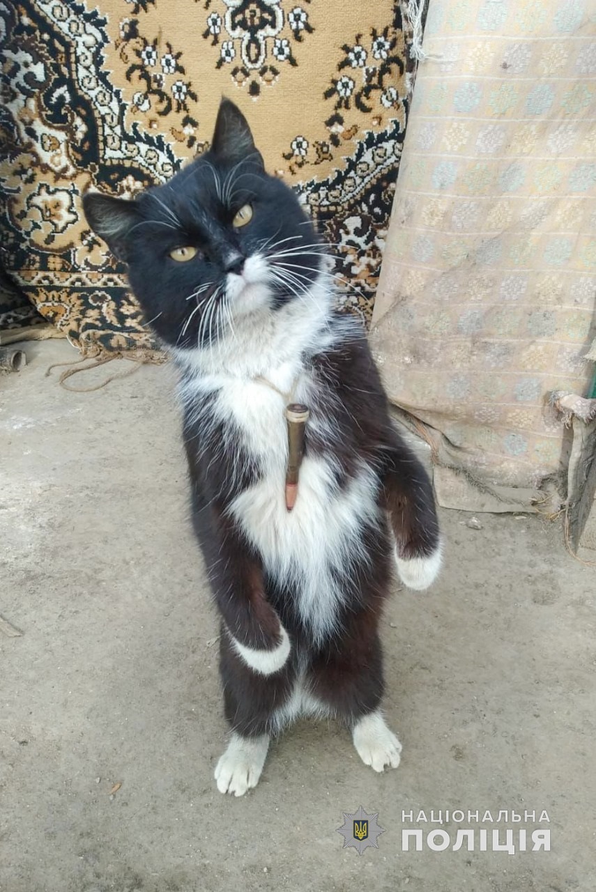 Кот Патрон из Херсонской области несет службу с одесскими полицейскими.