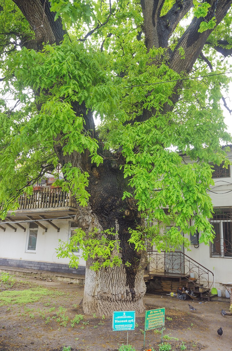 Дуб 