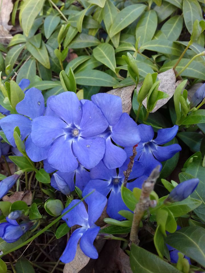 Цветение в одесском ботсаду