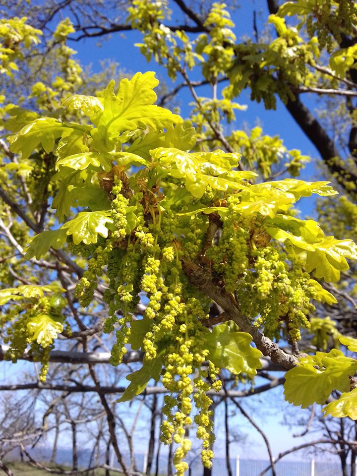 Цветение в одесском ботсаду