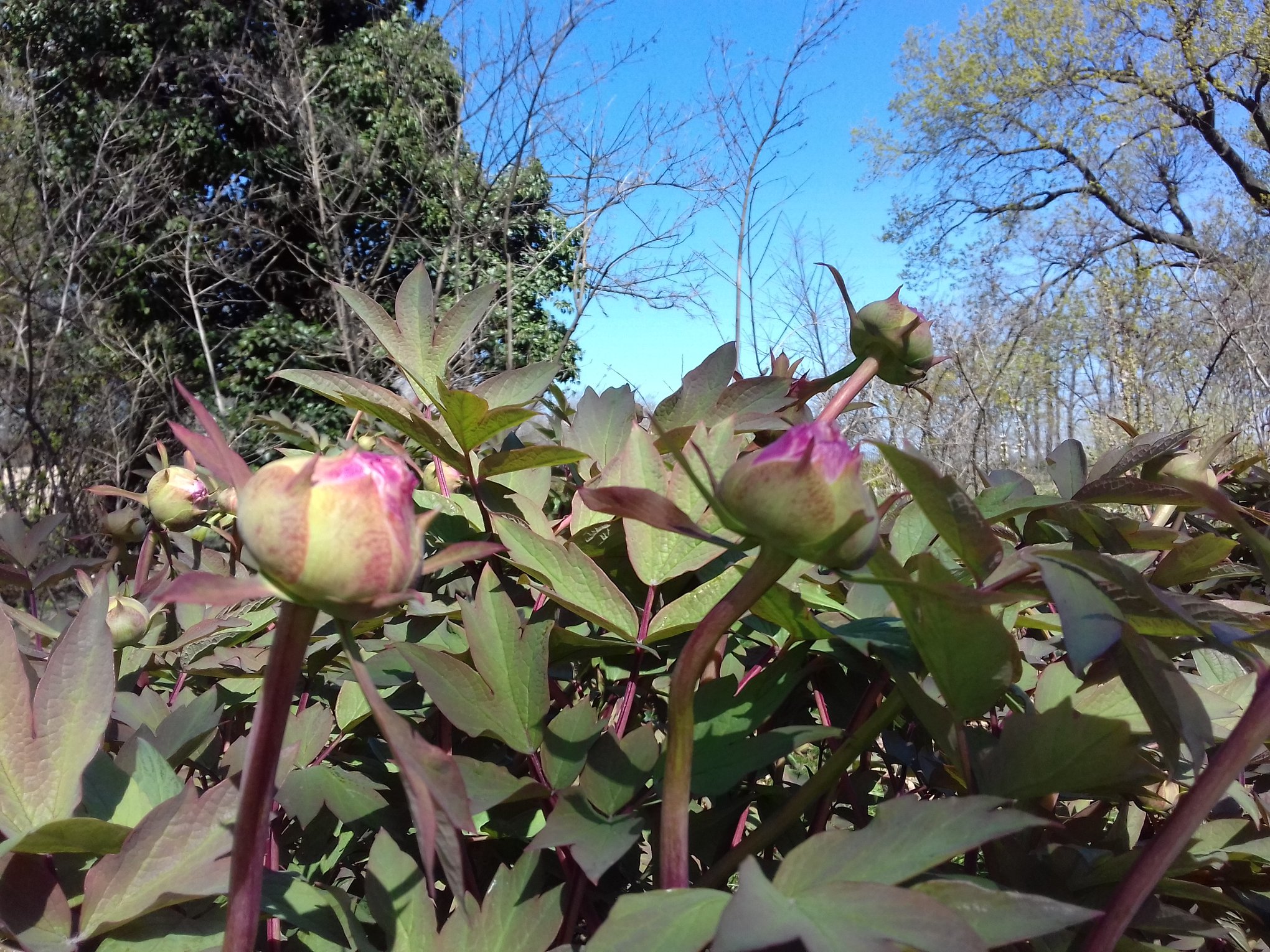 Цветение в одесском ботсаду
