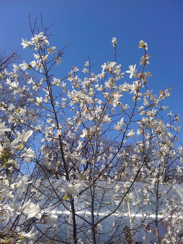 Цветение в одесском ботсаду