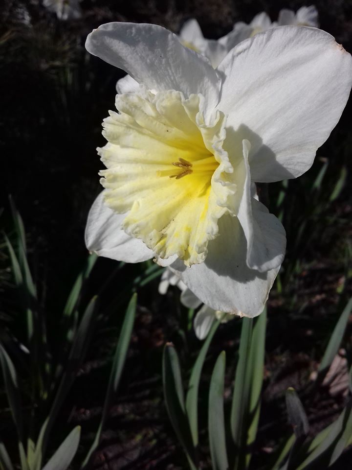 Цветение в одесском ботсаду