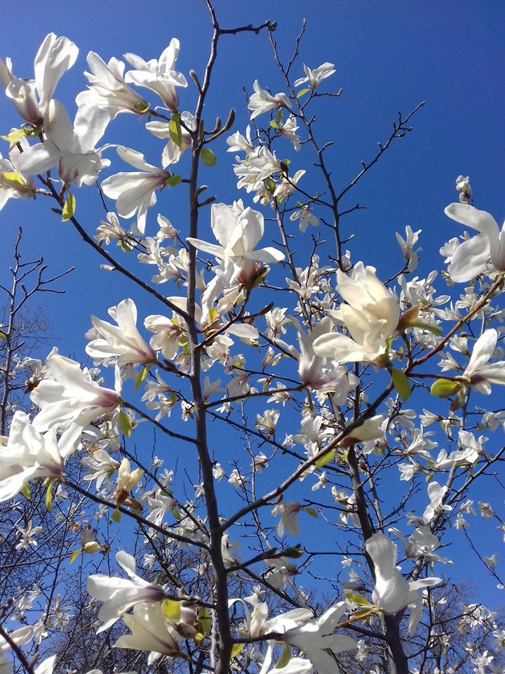 Цветение в одесском ботсаду