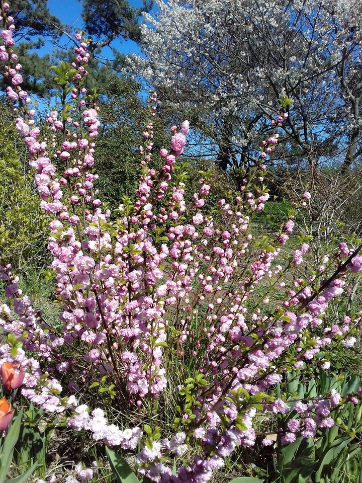 Цветение в одесском ботсаду