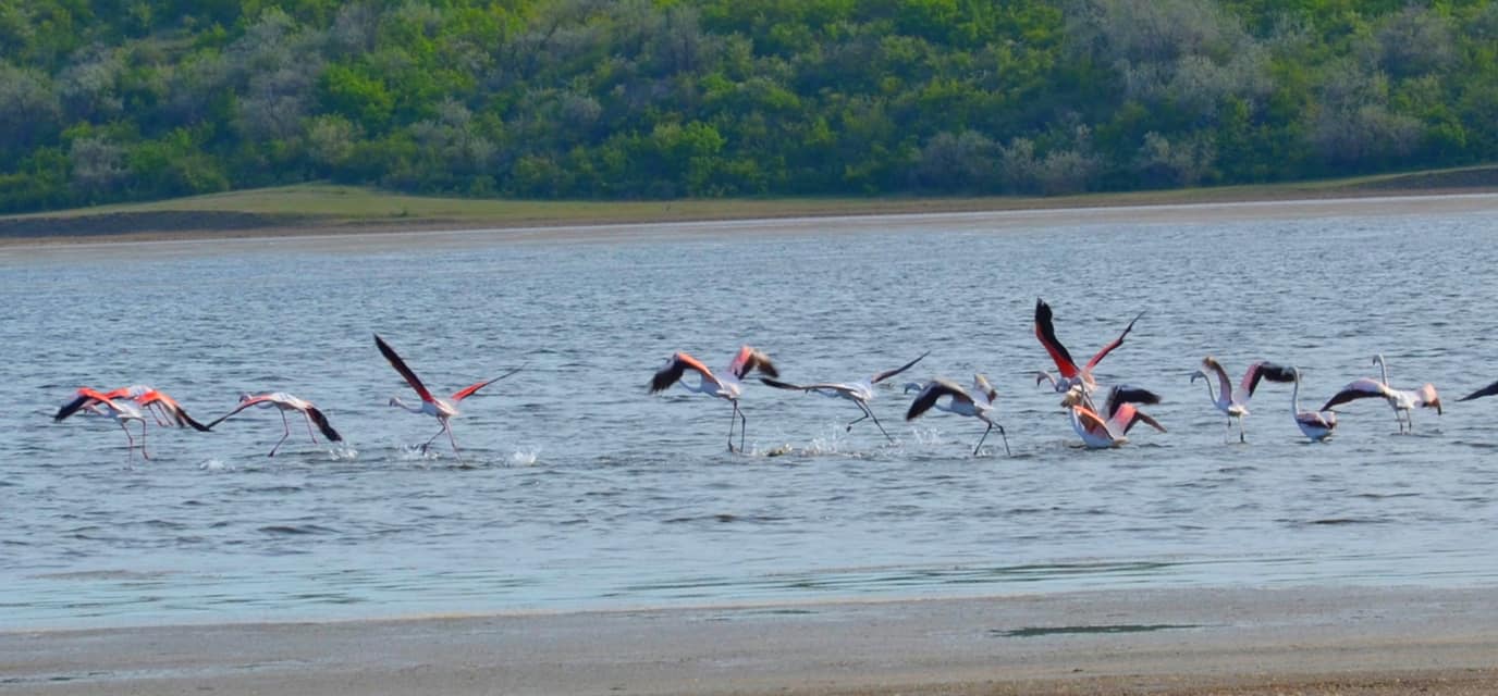 Фламинго в Одесской области. Фото: Дмитрий Милютин.