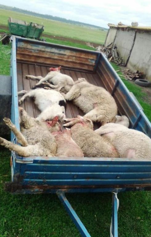 В Одесскую область вернулись волки. Фото: БессарабияINFORM