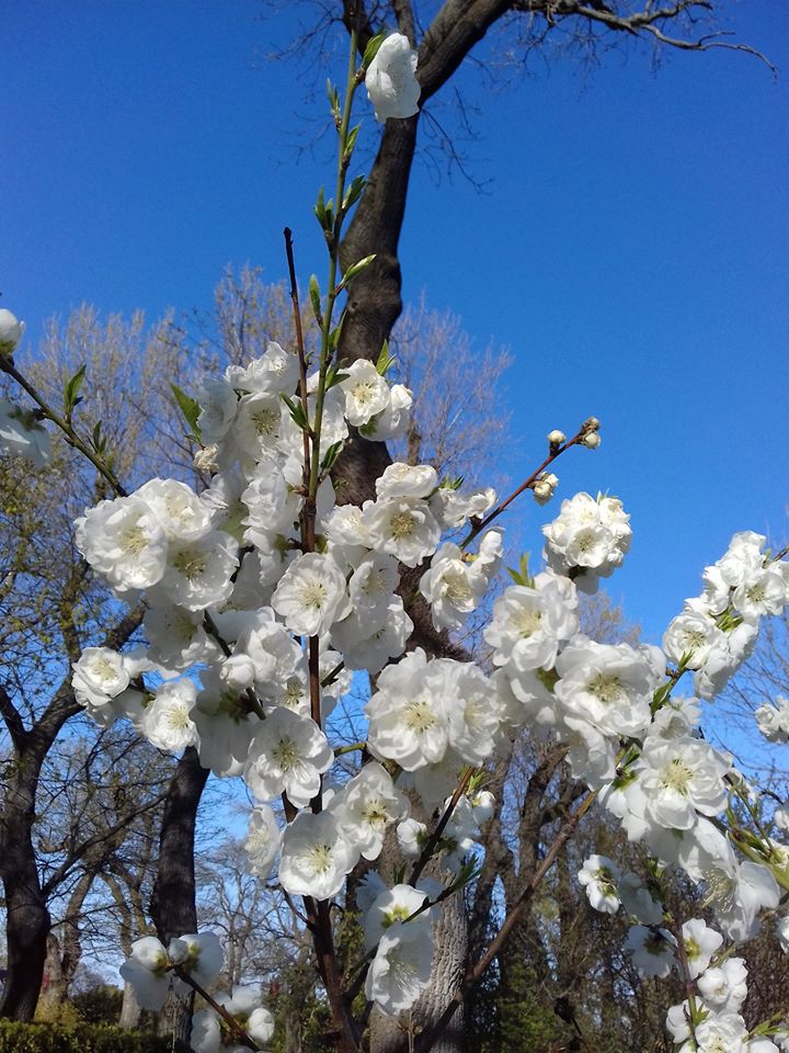 Цветение в одесском ботсаду