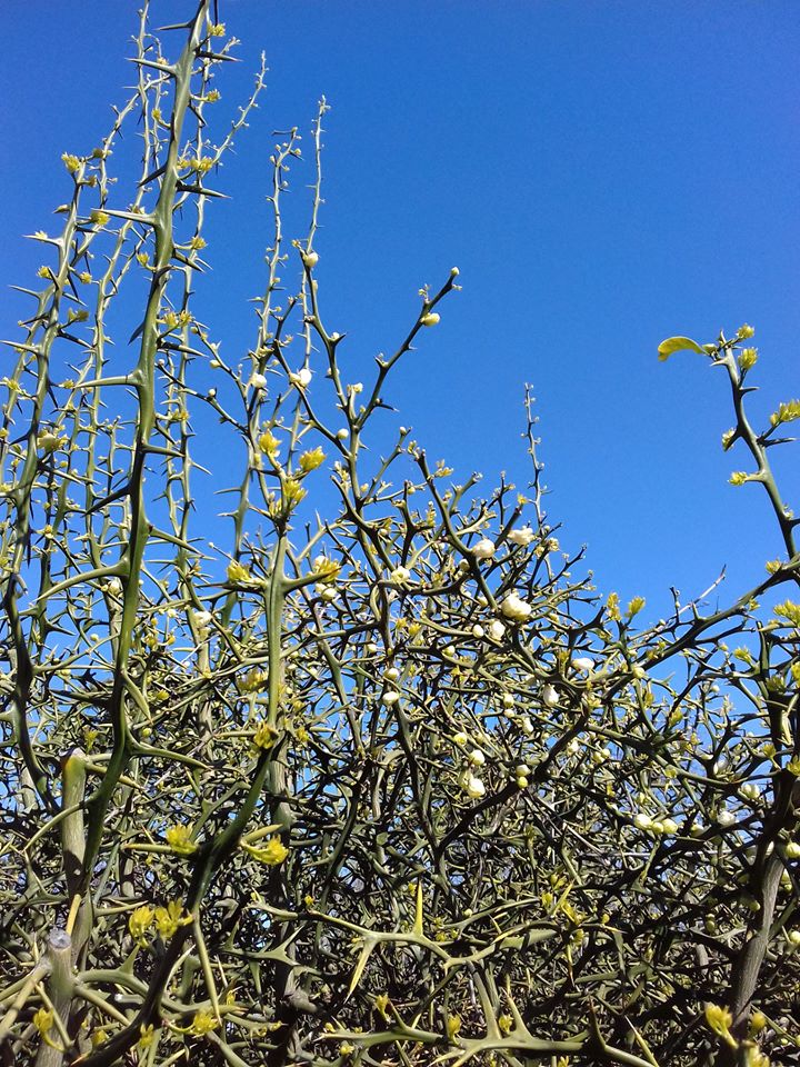 Цветение в одесском ботсаду