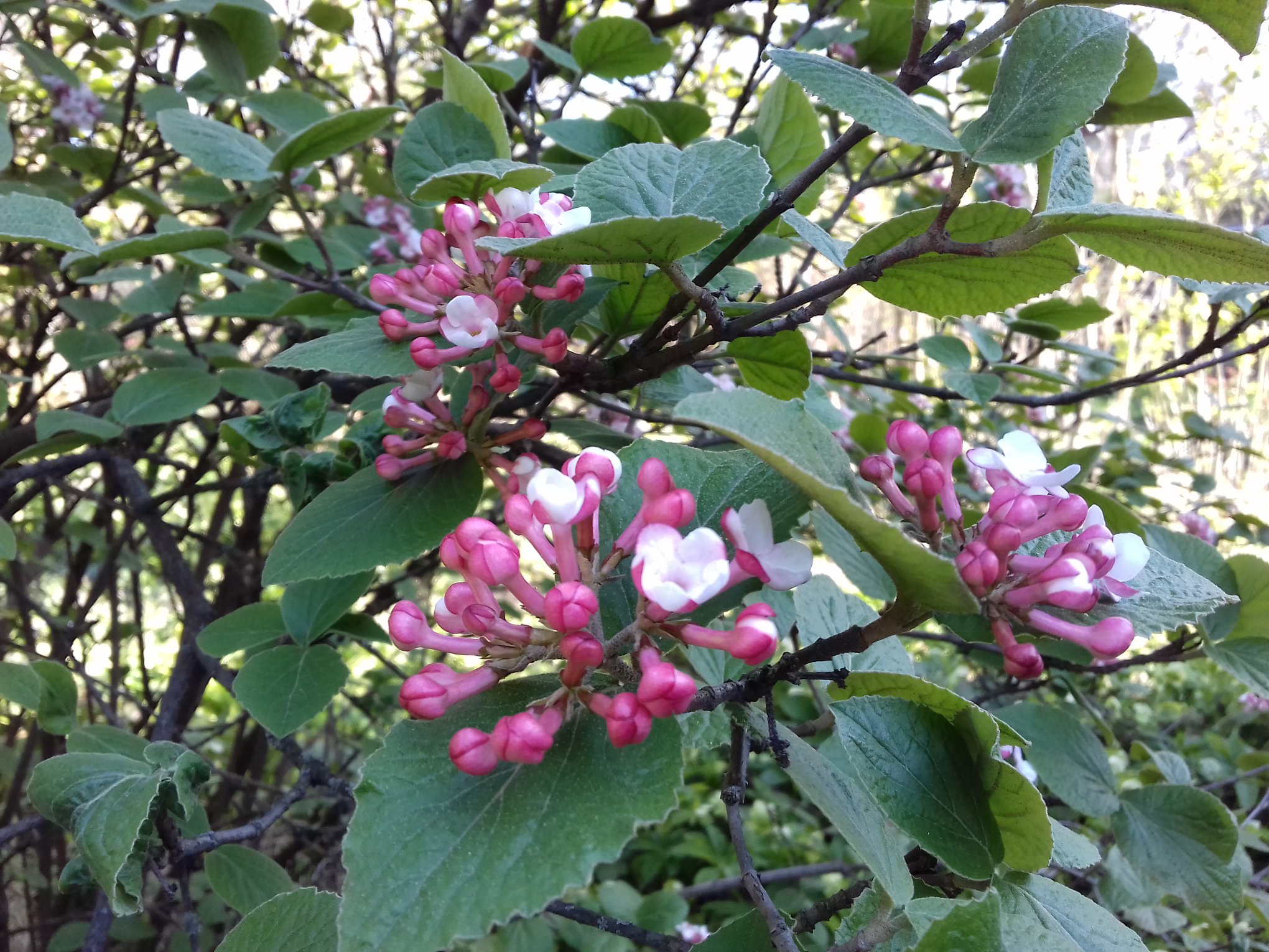 Цветение в одесском ботсаду