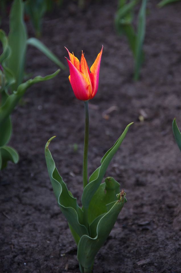 Весна на 16-й станции. Фото Лолиты Клочковой