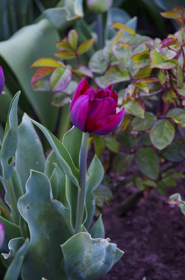 Весна на 16-й станции. Фото Лолиты Клочковой