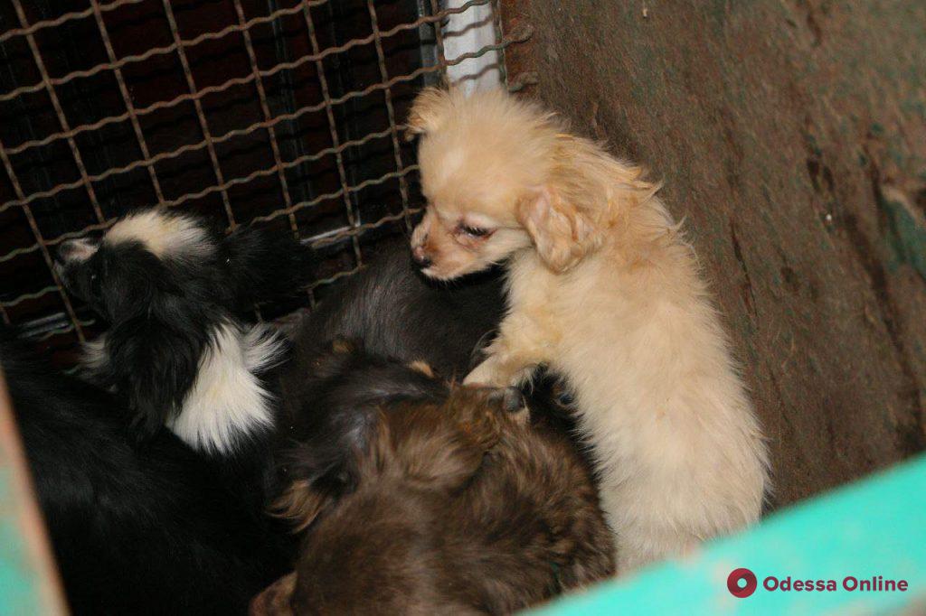 Фото: Одесса-онлайн