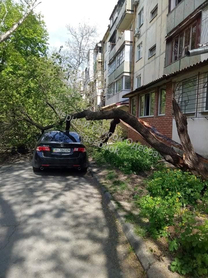 27 апреля на улице Филатова в Одессе упавшее дерево повредило автомобиль. Фото: Черный список. Одесса