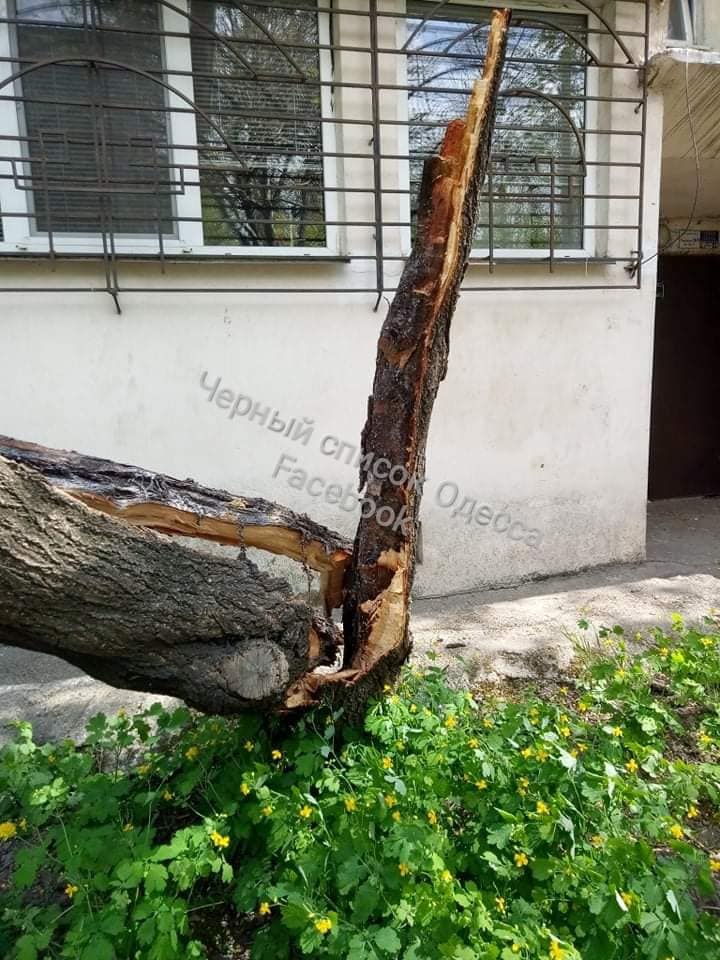 27 апреля на улице Филатова в Одессе упавшее дерево повредило автомобиль. Фото: Черный список. Одесса