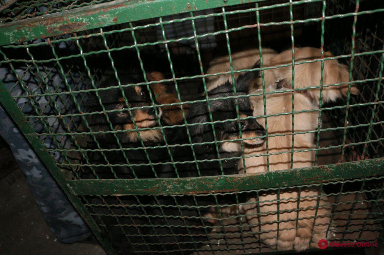 Фото: Одесса-онлайн