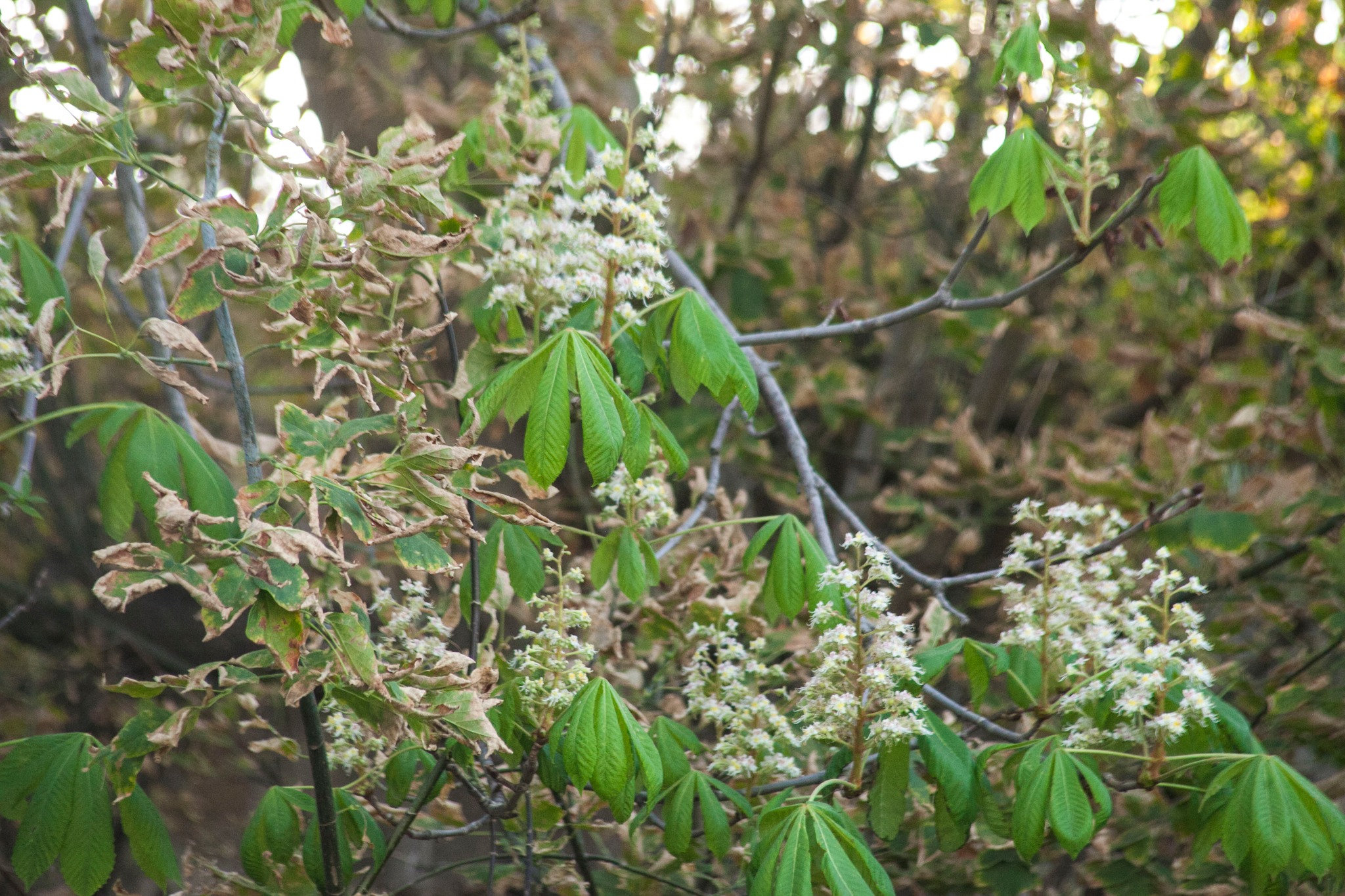 Цвітіння каштанів восени в Одесі.