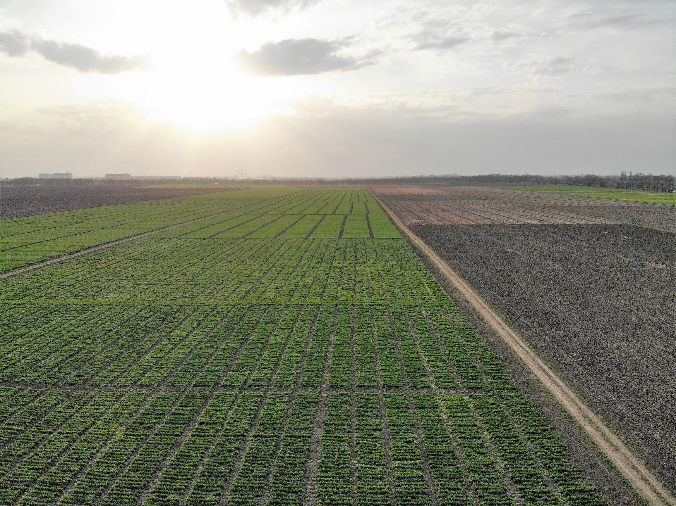 Селекционный институт с высоты птичьего полета