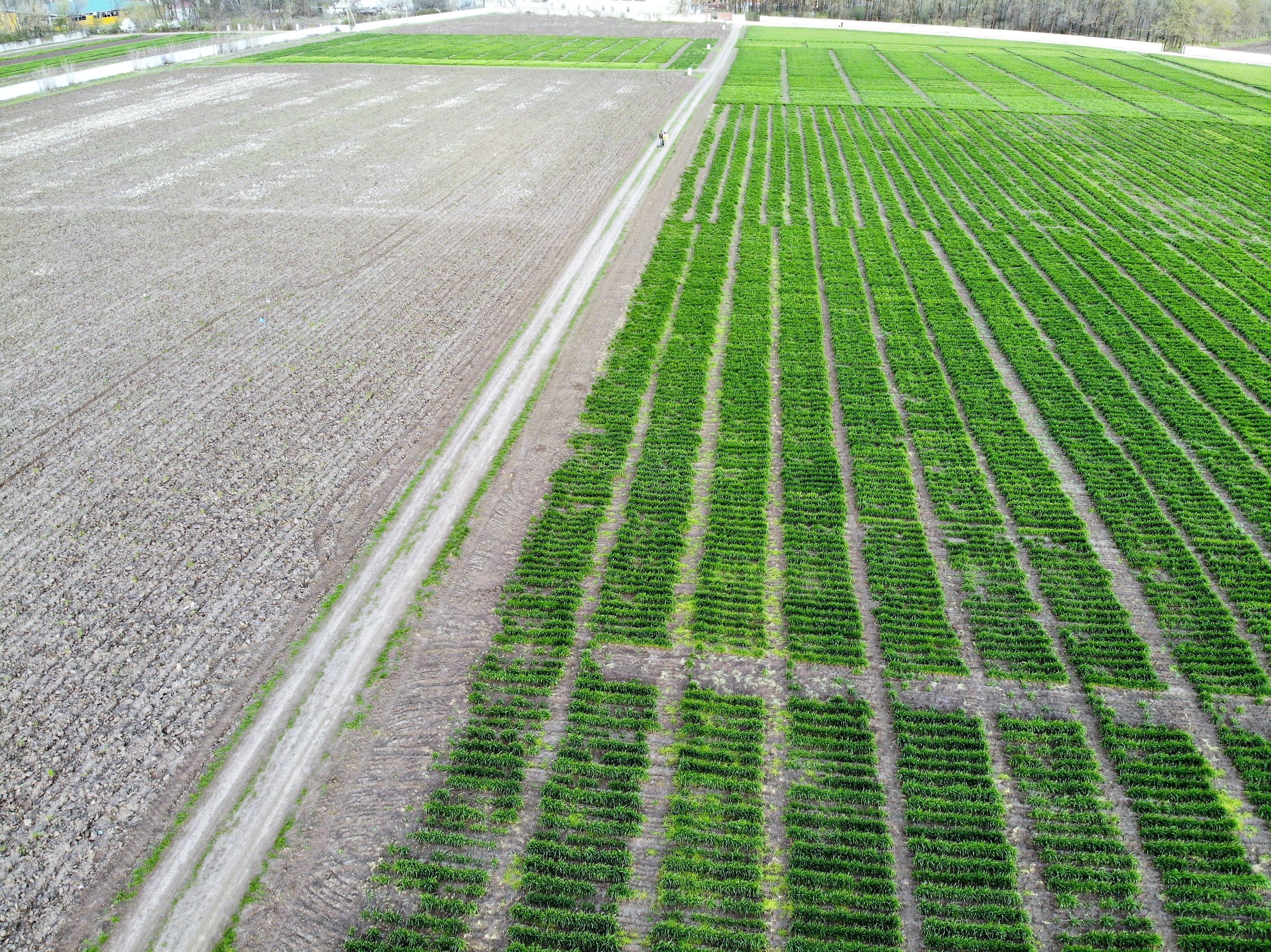 Селекционный институт с высоты птичьего полета