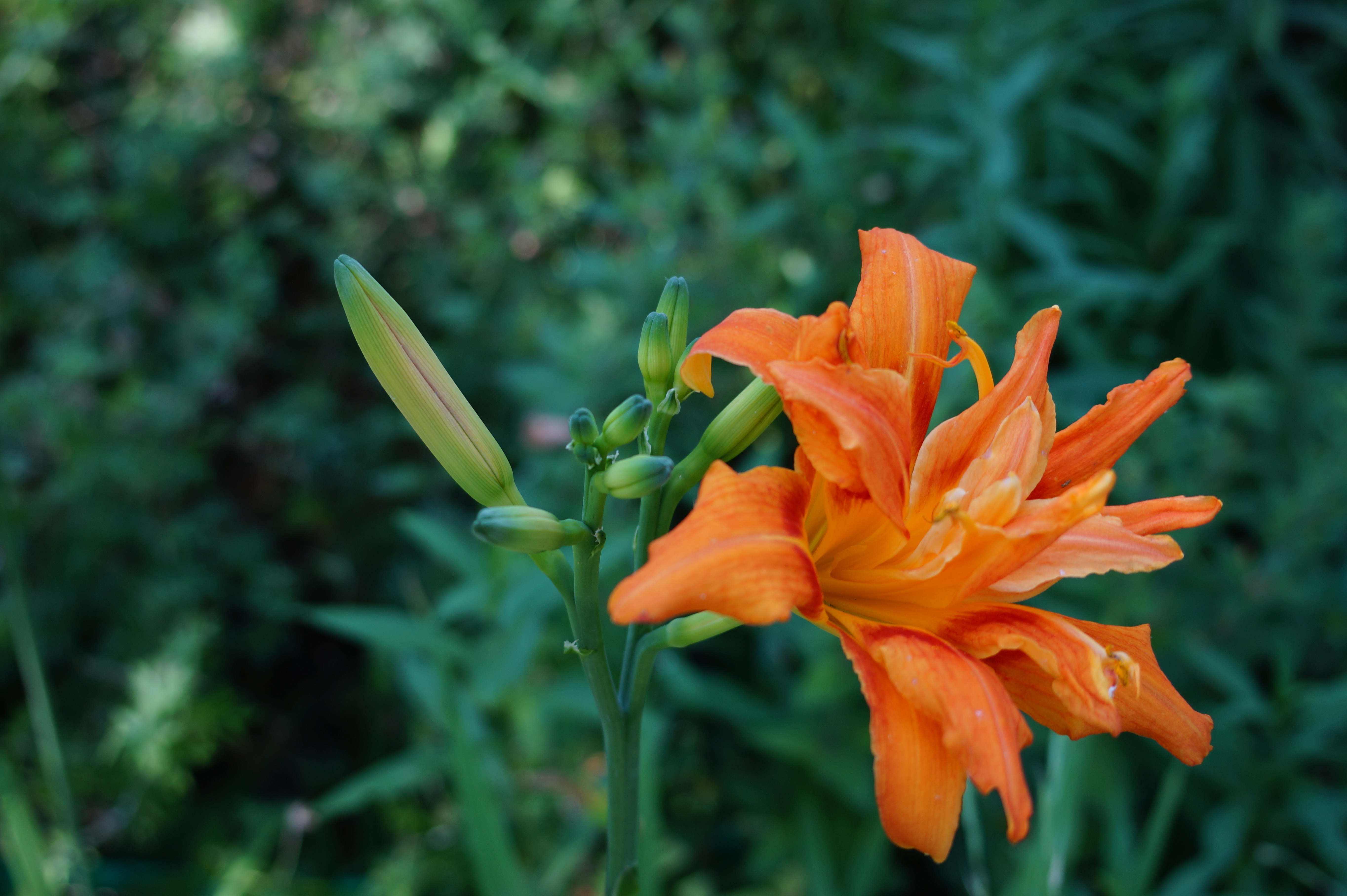 Одесский ботсад