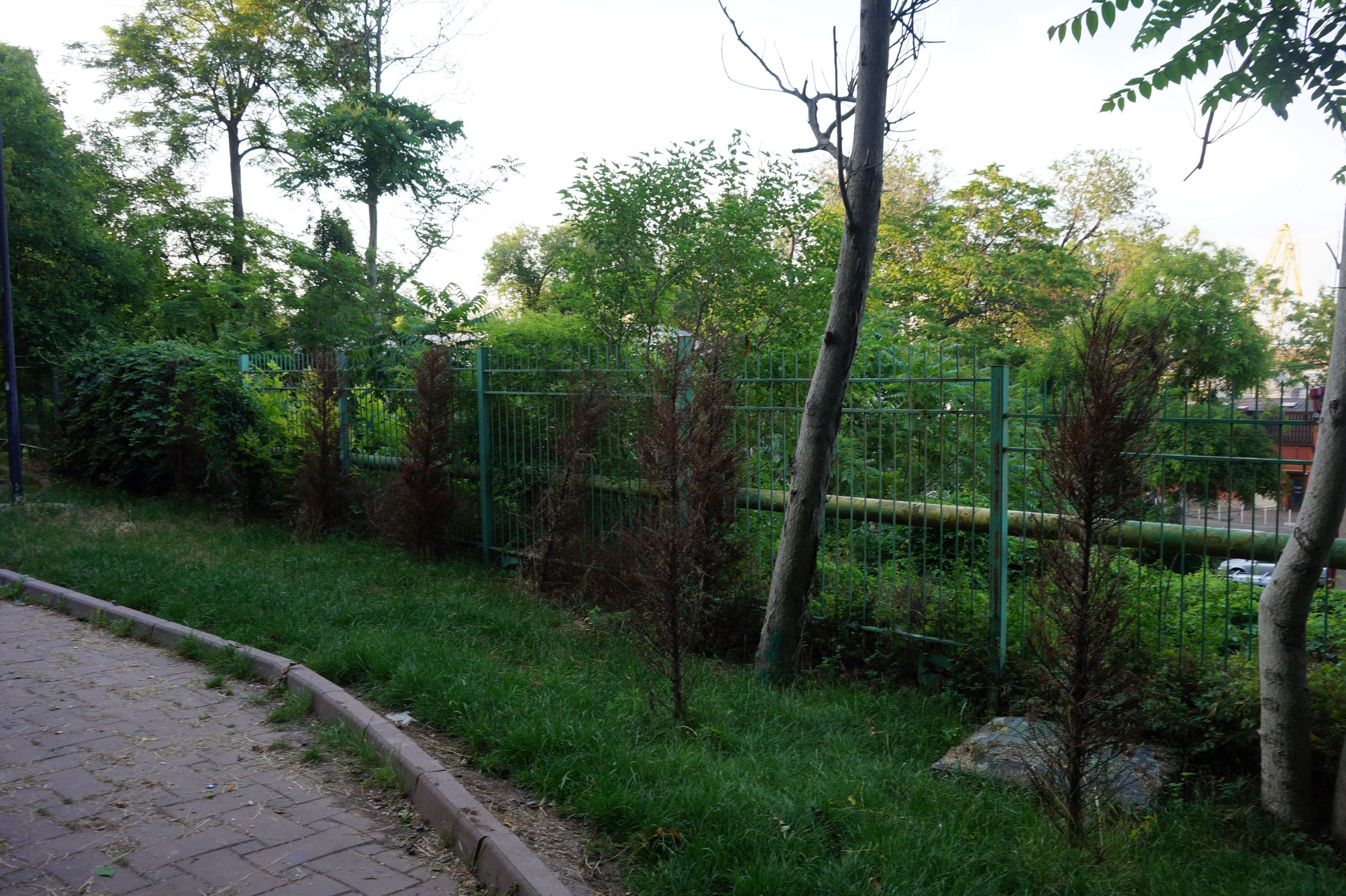 Стамбульский парк. Фото автора