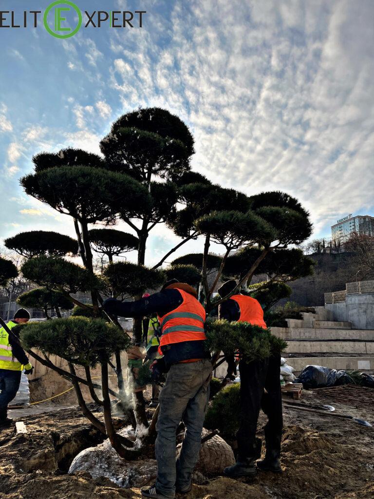 На Трассе здоровья появилось экзотическое дерево.