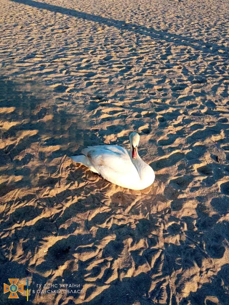 На пляже в Черноморске спасли раненного лебедя.